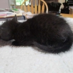 Savannah, F-7B, Black on Black, Female DOB 5-30-18