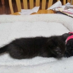 Savannah, F-7B, Black on Black, Female DOB 5-30-18