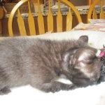 Savannah, F-7B, Black on Black, Female DOB 5-30-18