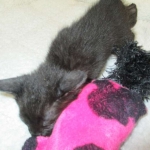 Savannah, F-7B, Black on Black, Female DOB 5-30-18