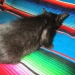 Cindi, Savannah, F-7B, Black on Black, Female DOB 5-30-18