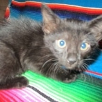 Cindi, Savannah, F-7B, Black on Black, Female DOB 5-30-18