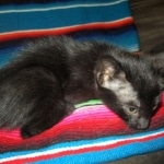 Cindi, Savannah, F-7B, Black on Black, Female DOB 5-30-18