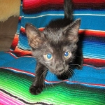 Cindi, Savannah, F-7B, Black on Black, Female DOB 5-30-18