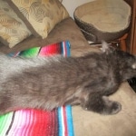 Cindi, Savannah, F-7B, Black on Black, Female DOB 5-30-18