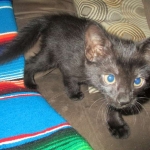 Cindi, Savannah, F-7B, Black on Black, Female DOB 5-30-18