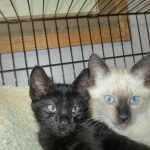 Cindi, Savannah, F-7B, Black on Black, Female DOB 5-30-18