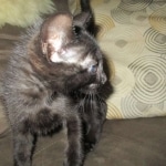 Cindi, Savannah, F-7B, Black on Black, Female DOB 5-30-18