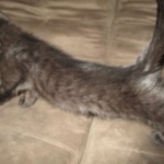 Cindi, Savannah, F-7B, Black on Black, Female DOB 5-30-18