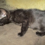 Cindi, Savannah, F-7B, Black on Black, Female DOB 5-30-18