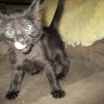 Cindi, Savannah, F-7B, Black on Black, Female DOB 5-30-18