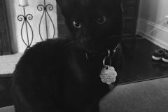 Bagheera, Savannah, F-7B, Black on Black, Female, DOB 6-3-17