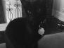 Bagheera, Savannah, F-7B, Black on Black, Female, DOB 6-3-17