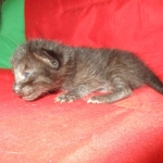 Savannah, F-7B, Black on Black, Female, DOB 6/3/17