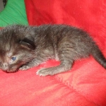 Savannah, F-7B, Black on Black, Female, DOB 6/3/17