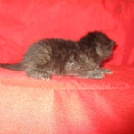 Savannah, F-7B, Black on Black, Female, DOB 6/3/17