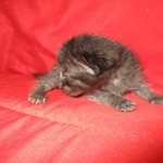 Savannah, F-7B, Black on Black, Female, DOB 6/3/17