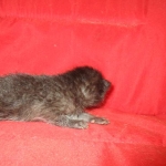 Savannah, F-7B, Black on Black, Female, DOB 6/3/17