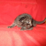 Savannah, F-7B, Black on Black, Female, DOB 6/3/17