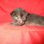 Savannah, F-7B, Black on Black, Female, DOB 6/3/17