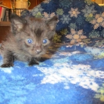 Savannah, F-7B, Black on Black, Female, DOB 6/3/17