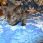 Savannah, F-7B, Black on Black, Female, DOB 6/3/17