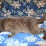 Savannah, F-7B, Black on Black, Female, DOB 6/3/17