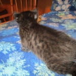 Savannah, F-7B, Black on Black, Female, DOB 6/3/17