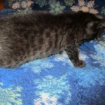 Savannah, F-7B, Black on Black, Female, DOB 6/3/17