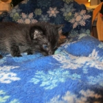 Savannah, F-7B, Black on Black, Female, DOB 6/3/17