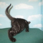 Savannah, F-7B, Black on Black, Female, DOB 6/3/17