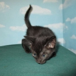 Savannah, F-7B, Black on Black, Female, DOB 6/3/17