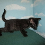 Savannah, F-7B, Black on Black, Female, DOB 6/3/17