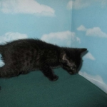 Savannah, F-7B, Black on Black, Female, DOB 6/3/17