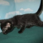 Savannah, F-7B, Black on Black, Female, DOB 6/3/17