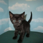 Savannah, F-7B, Black on Black, Female, DOB 6/3/17