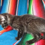 Savannah, F-7B, Black on Black, Female, DOB 6/3/17