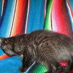 Savannah, F-7B, Black on Black, Female, DOB 6/3/17