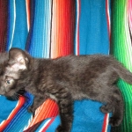 Savannah, F-7B, Black on Black, Female, DOB 6/3/17