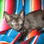 Savannah, F-7B, Black on Black, Female, DOB 6/3/17