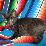 Savannah, F-7B, Black on Black, Female, DOB 6/3/17