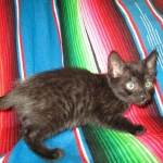 Savannah, F-7B, Black on Black, Female, DOB 6/3/17