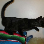 Savannah, F-7B, Black on Black, Female, DOB 6/3/17