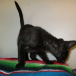 Savannah, F-7B, Black on Black, Female, DOB 6/3/17