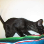 Savannah, F-7B, Black on Black, Female, DOB 6/3/17