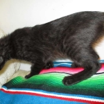 Savannah, F-7B, Black on Black, Female, DOB 6/3/17