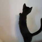 Savannah, F-7B, Black on Black, Female, DOB 6/3/17