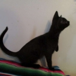 Savannah, F-7B, Black on Black, Female, DOB 6/3/17