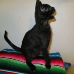 Savannah, F-7B, Black on Black, Female, DOB 6/3/17