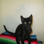 Savannah, F-7B, Black on Black, Female, DOB 6/3/17